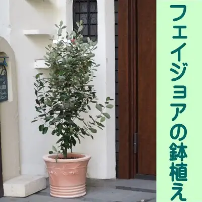 フェイジョアの鉢植え フェイジョアの鉢植え インテリア