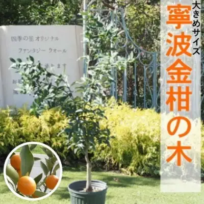 鉢植え 寧波金柑の木 大きめサイズ 1本 インテリア 鉢植え