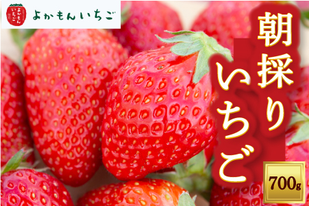 よかもんいちごの朝採りいちご 700g 2024年12月13日から2025年4月30日 出荷予定 