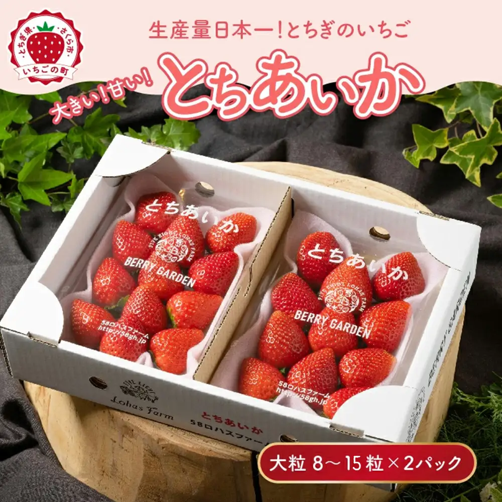 いちご 『とちあいか』 大粒 8～15粒×2パック ※2027年1月～発送