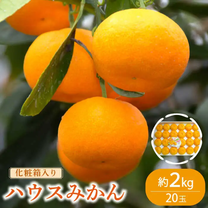 【2027年6月中旬〜発送】ハウスみかん 約2kg [SAC003] みかん