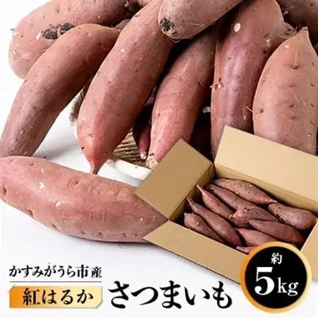 かすみがうら市産　さつまいも(紅はるか)約5kg_さつまいも 薩摩芋 芋 いも 紅はるか 人気 おすすめ 送料無料 贈答 ギフト プレゼント 茨城 かすみがうら市 5kg_【1103815】