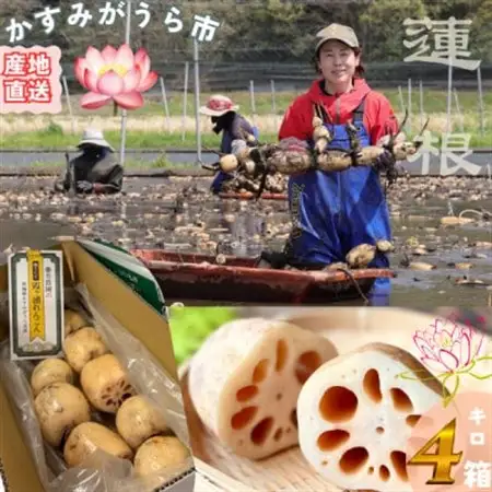 肉厚でシャキシャキの食感と甘みが特徴　　掘りたて れんこん　4Kg(4～7本)_野菜 レンコン 根菜 れんこん 蓮根_【配送不可地域：離島】【1336120】