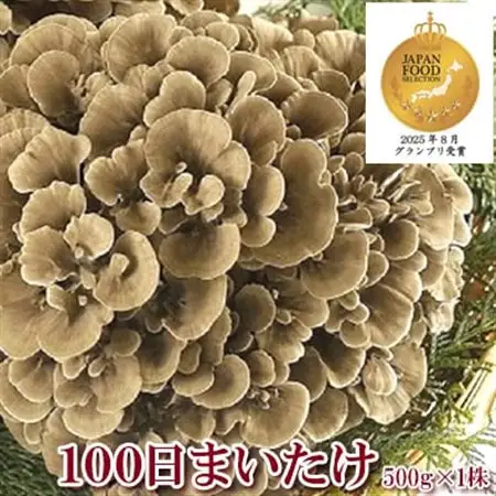 100日まいたけ 500g×1株【配送不可地域：離島・沖縄県】【1267431】