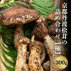 【極上】【数量限定】【期間限定】京都丹波松茸の詰め合わせ 300gまつたけ 京都産 300g