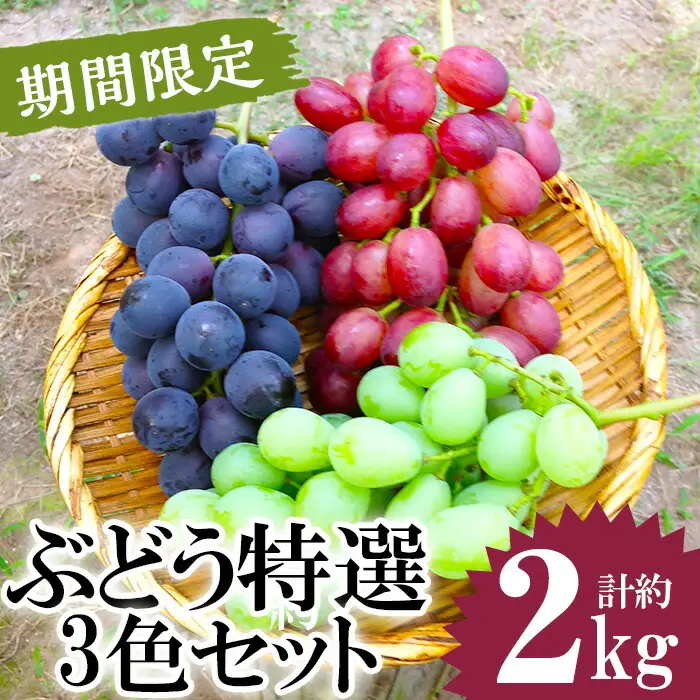 No.122 ぶどう特選3色セット(計約2.0kg・約6房) 国産 九州産 鹿児島県産 果物 フルーツ 葡萄 ブドウ 数量限定 ピオーネ シャインマスカット 詰合せ 詰め合わせ セット 食べ比べ【かんとりぃぱぁく】