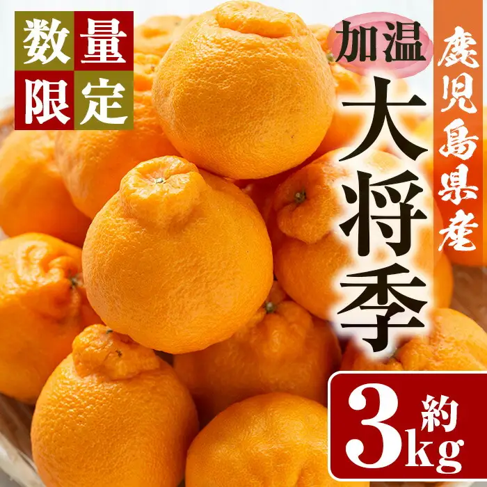No.439 ＼先行予約受付中！2026年11月下旬以降発送予定／《期間・数量限定》加温大将季(約3kg・化粧箱入り)8～12玉入り！国産 九州産 フルーツ 蜜柑 みかん 大将季 ギフト 贈答 数量限定【さつま日置農協北部営農センター】