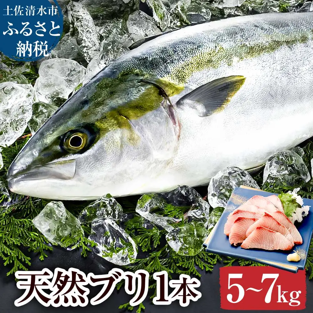 天然ブリ 1本 5kg～ 下処理なし まるごと直送便【天然ブリ】【R01211】