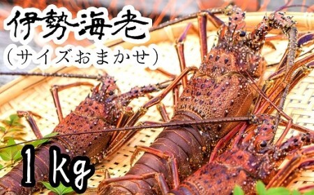 10月中旬以降発送 天然 伊勢海老１kg（サイズおまかせ高知県産）※着日指定不可※エビ 甲殻類 海鮮BBQ アウトドア キャンプ お祝い【R01671】