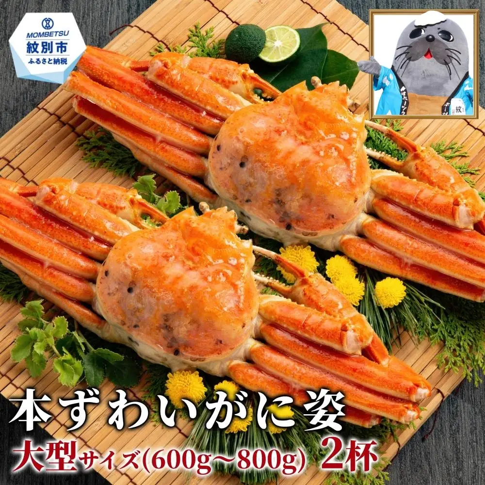 19-107 【訳あり】本ずわいがに姿　大型サイズ2杯 約600～800g