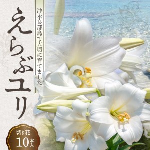 沖永良部島 で大切に育てられた えらぶユリ 切り花 10本入 W008-009u 雑貨 日用品 花