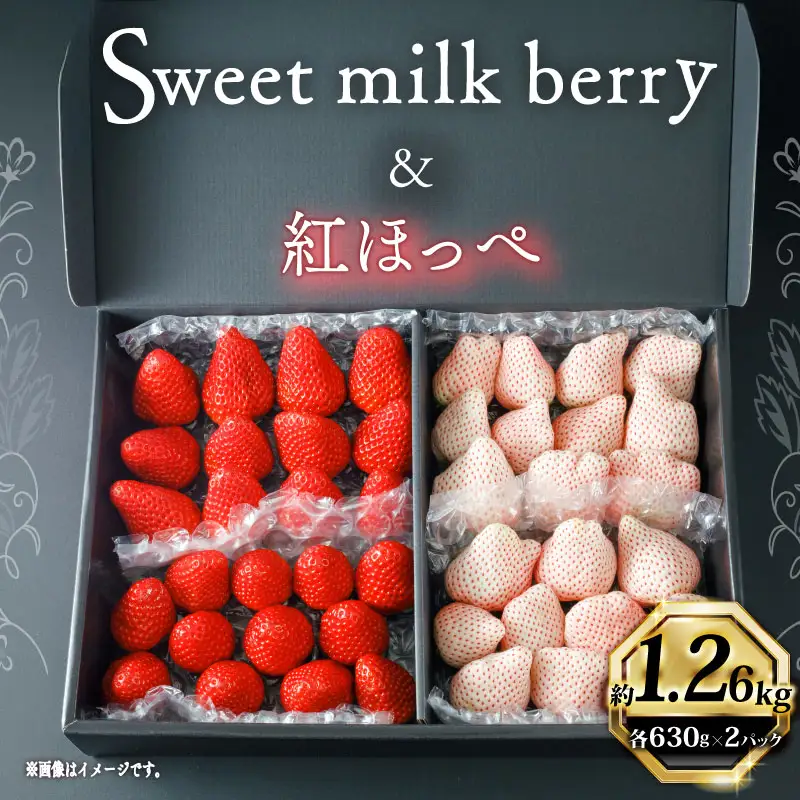 【期間限定】白いちご 紅ほっぺ いちご 苺 1260ｇ 白いちご