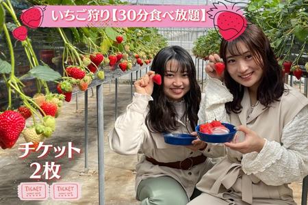 【磯山観光いちご園】いちご狩り30分食べ放題チケット2枚 いちご 苺 イチゴ 体験チケット いちご狩り 果物狩り 体験 イベント 千葉県 東庄町