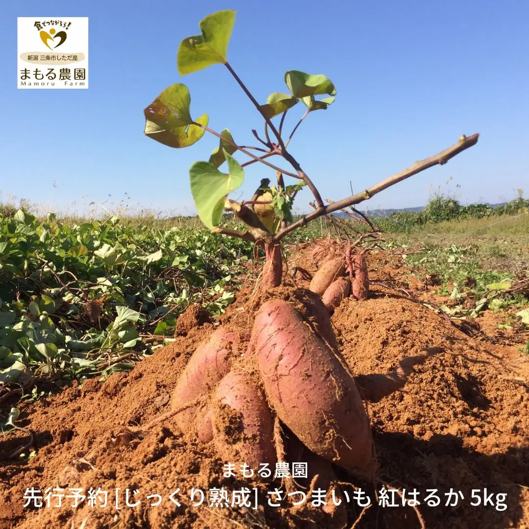 先行予約 さつまいも 紅はるか 5kg 収穫後熟成 三条市下田産ブランド「越紅(こしのくれない)」  [まもる農園] 【010S205】