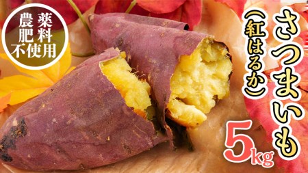 さつまいも ( 紅はるか ） 5kg 【 栽培期間中 / 農薬・肥料不使用 】