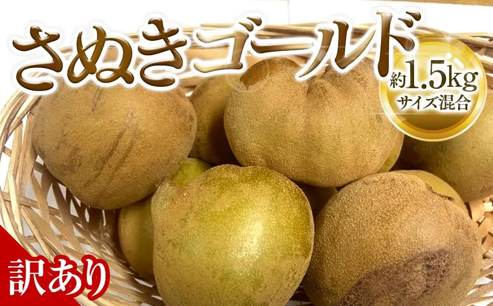 訳あり さぬきゴールド キウイ 約1.5kg キウイフルーツ 【10月中旬頃～発送】
