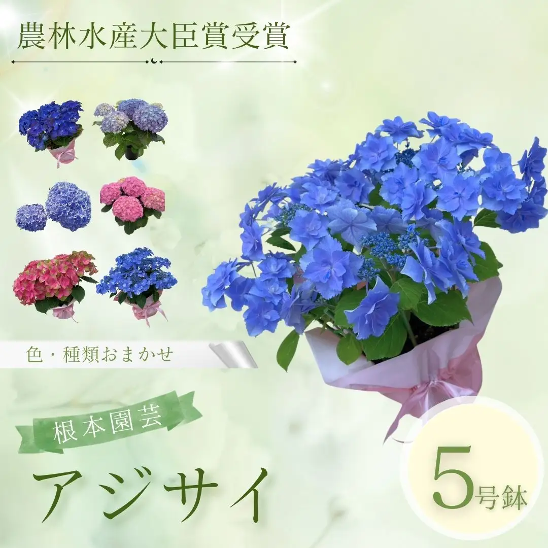 先行予約 アジサイ 色おまかせ 5号鉢 根本園芸 | アジサイ 農林水産大臣賞