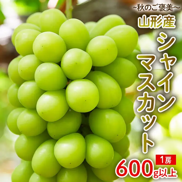 ～秋のご褒美～シャインマスカット1房 600g以上【令和8年産先行予約】FU22-016 くだもの 果物 フルーツ 山形 山形県 山形市 2026年産