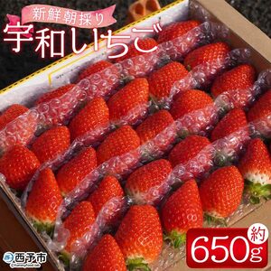 【先行予約】＜農家厳選 新鮮朝採り 宇和いちご 1箱（約650g）＞イチゴ 苺 果物 フルーツ くだもの ストロベリー かおりの かおり野 直送 かんちゃん農園 愛媛県 西予市【冷蔵】『2027年2月下旬～5月末迄に順次出荷予定』UKN0001