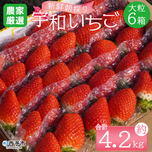 ＜農家厳選 新鮮朝採り宇和いちご 大粒 6箱（約4.2kg）＞イチゴ 苺 果物 フルーツ くだもの ストロベリー かおりの かおり野 直送 かんちゃん農園 愛媛県 西予市【冷蔵】『2026年2月下旬～5月末迄に順次出荷予定』UKN0002