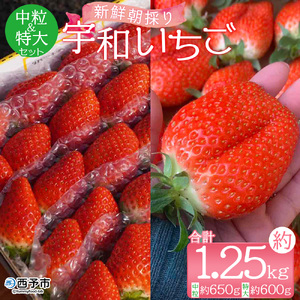 ＜農家厳選 新鮮朝採り 宇和いちご 中粒＆特大セット（各1箱 合計約1.25kg）＞イチゴ 苺 果物 フルーツ くだもの ストロベリー かおりの かおり野 直送 かんちゃん農園 愛媛県 西予市【冷蔵】『2026年2月上旬～5月末迄に順次出荷予定』UKN0003