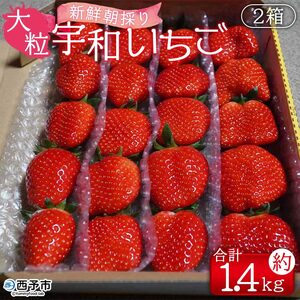 ＜農家厳選 新鮮朝採り 宇和いちご 大粒 2箱（合計約1.4kg）＞イチゴ 苺 果物 フルーツ くだもの ストロベリー かおりの かおり野 農家直送 季節限定 期間限定 旬 かんちゃん農園 愛媛県 西予市【冷蔵】『2026年2月上旬～5月末迄に順次出荷予定』UKN0004