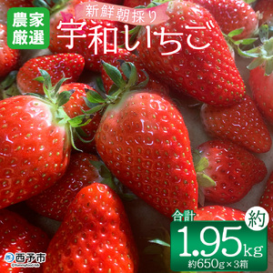 【先行予約】＜農家厳選 新鮮朝採り宇和いちご（約650g×3箱）＞ イチゴ 苺 果物 フルーツ くだもの ストロベリー かおりの かおり野 直送 かんちゃん農園 愛媛県 西予市【冷蔵】『2027年2月下旬～5月末迄に順次出荷予定』UKN0005