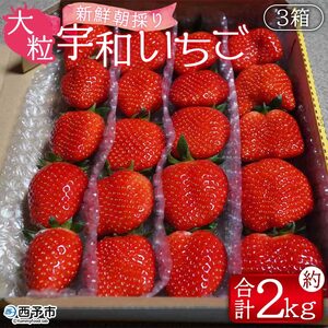 ＜農家厳選 新鮮朝採り 宇和いちご 大粒 3箱（合計約2kg）＞ イチゴ 苺 果物 フルーツ ストロベリー かおりの かおり野 直送 かんちゃん農園 愛媛県 西予市【冷蔵】『2026年2月上旬～5月末迄に順次出荷予定』UKN0006