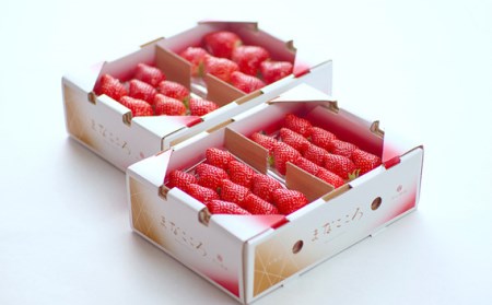 【先行予約】いちご とちおとめ 葵 260g×4P 苺 とちおとめ