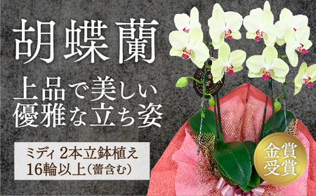 D426 ☆金賞受賞☆超希少！イエロー胡蝶蘭’日の出’小 ミディサイズ（2本立）