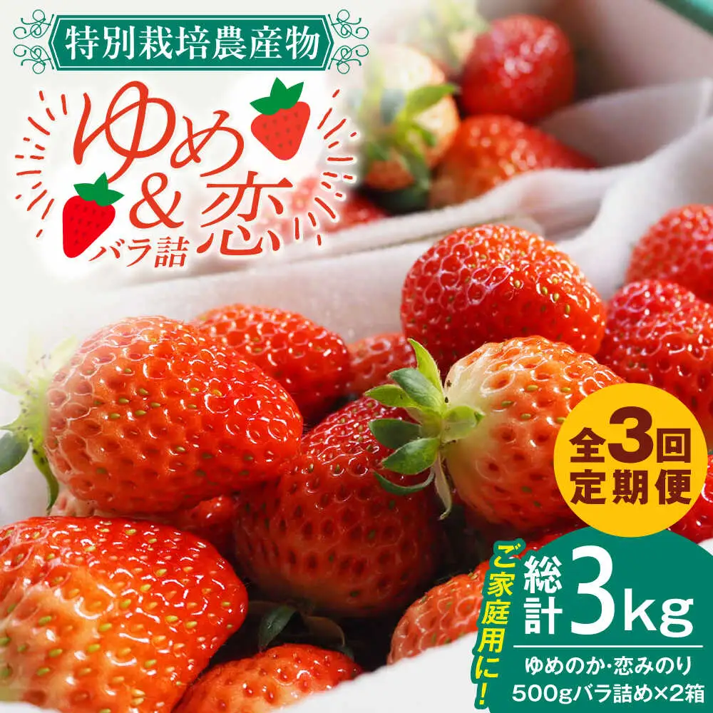 【全3回定期便】 【先行予約】いちご 1kg (ゆめのか/恋みのり) [JEO004]【2027年2月以降順次発送】