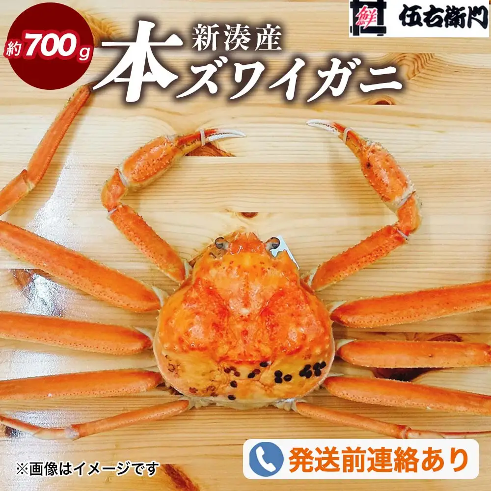 【伍右衛門】新湊産本ズワイガニ約700g｜海の幸 海鮮 お祝い  集まり メニュー 冬の味覚 茹でたて 新鮮 国産 富山県産 ※2026年11月～発送 ※発送まで1か月以上かかる場合があります。