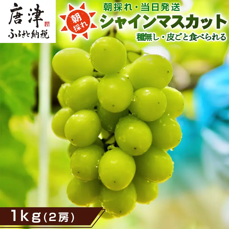 『先行予約』【令和8年9月上旬より順次発送】シャインマスカット1kg 2房