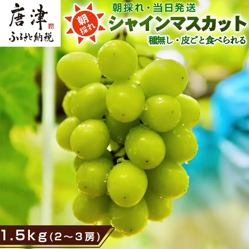 『先行予約』【令和8年9月上旬より順次発送】シャインマスカット1.5kg 2～3房