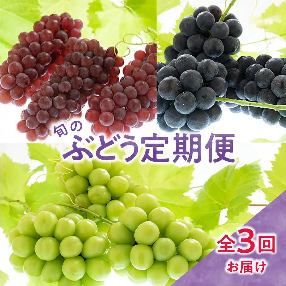 【先行予約】 定期便 令和9年産 ぶどうの定期便 全3回 山形