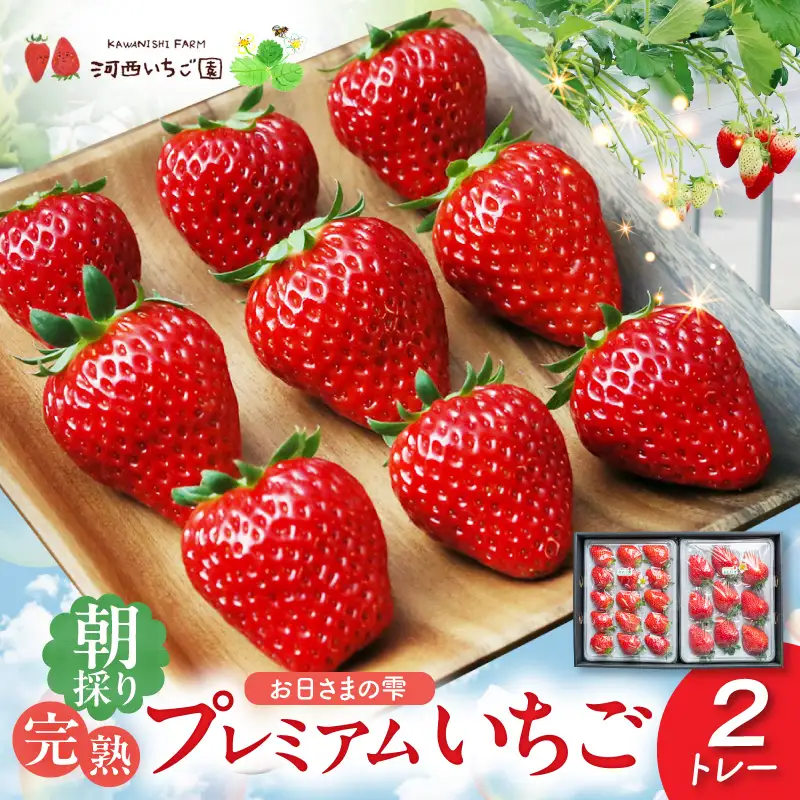 【先行予約】お日さまの雫 完熟朝穫りプレミアムいちご　２トレー AM-0002