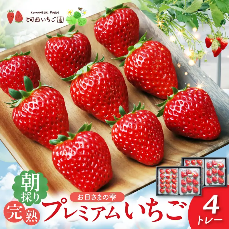 【先行予約】数量限定！お日さまの雫 完熟朝穫りプレミアムいちご　４トレー AM-0005