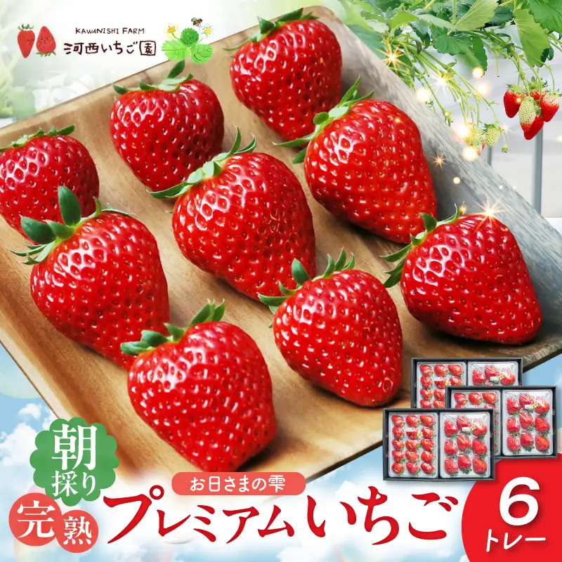 【先行予約】お日さまの雫 完熟朝穫りプレミアムいちご　６トレー AM-0006
