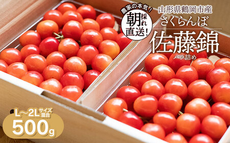 【令和9年産】 さくらんぼ 佐藤錦 L～2Lサイズ混合 バラ詰め 500g 鶴岡市産 大膳農園