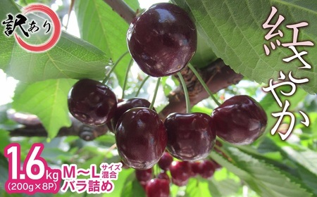 【令和9年産】【訳あり】さくらんぼ 紅さやか M～Lサイズ混合 バラ詰め 1.6kg（200g×8P） 鶴岡市産　大膳農園