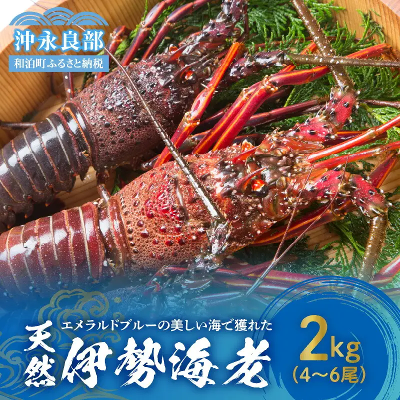エメラルドブルーの美しい海で獲れた天然伊勢海老2㎏（4～6尾）！ W057-003u 冷凍 海鮮 エビ