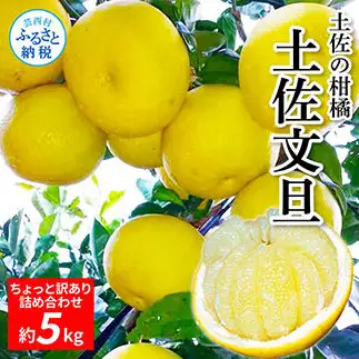 先行予約 訳あり　土佐文旦５㎏詰め合わせ