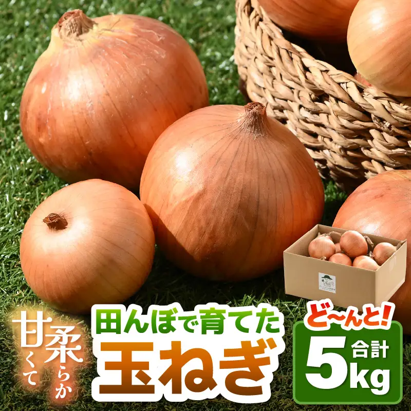 【先行予約】玉ねぎ 5kg（サイズ S M L ミックス）田んぼで育てた甘くて柔らか自慢の玉ねぎ！／ 野菜 玉葱 たまねぎ 甘い ※2027年7月上旬より順次発送予定 [aw056-a021]