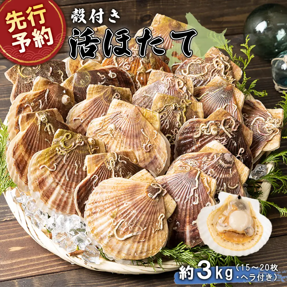 先行予約】北海道 羽幌町産 殻付き活ホタテ 約3kg（15～20枚・ヘラ付き