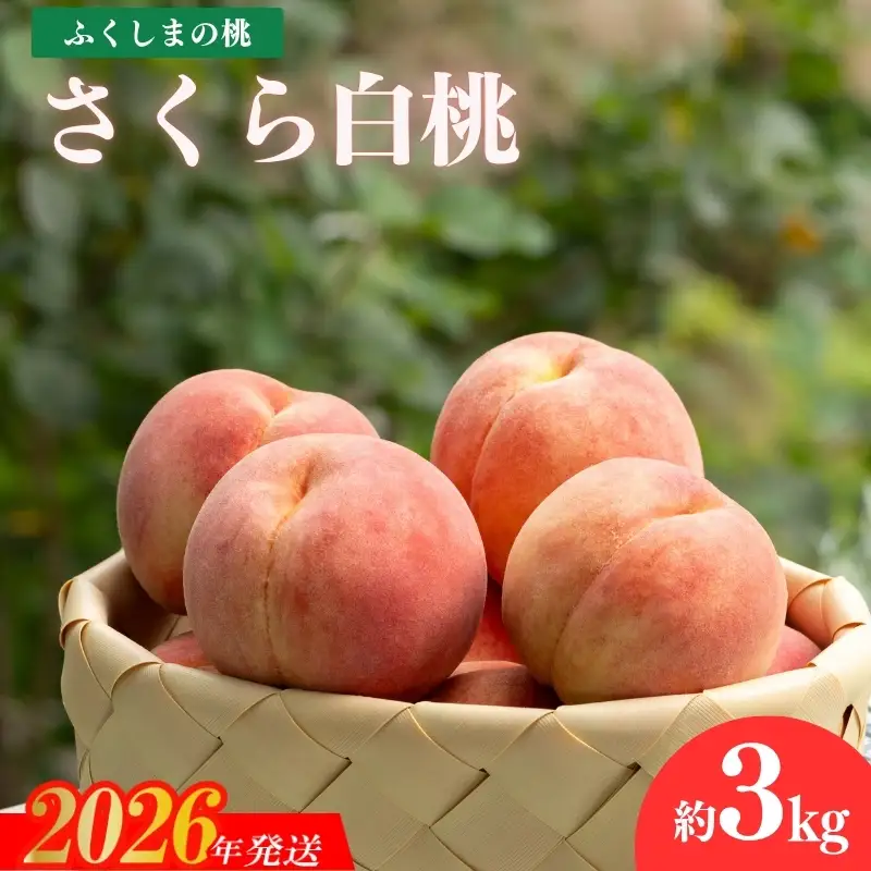 No.2416もも 晩成種「さくら白桃」約3kg【2026年発送】