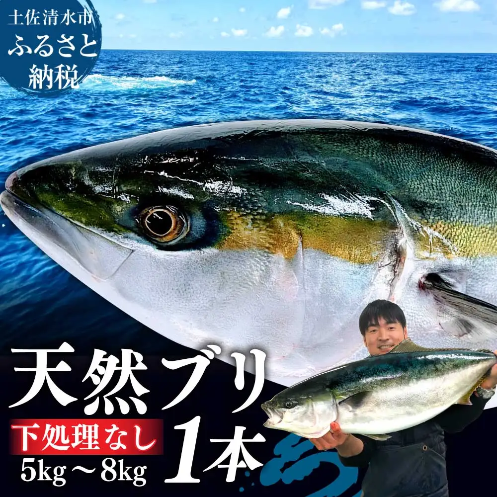 天然ブリ まるごと1本 5kg～8kg 土佐清水産 下処理なし【天然ブリ】【R00873】