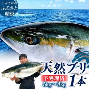 【先行受付】天然ブリ まるごと1本 5kg～8kg 土佐清水産 下処理【天然ブリ】【R00874】