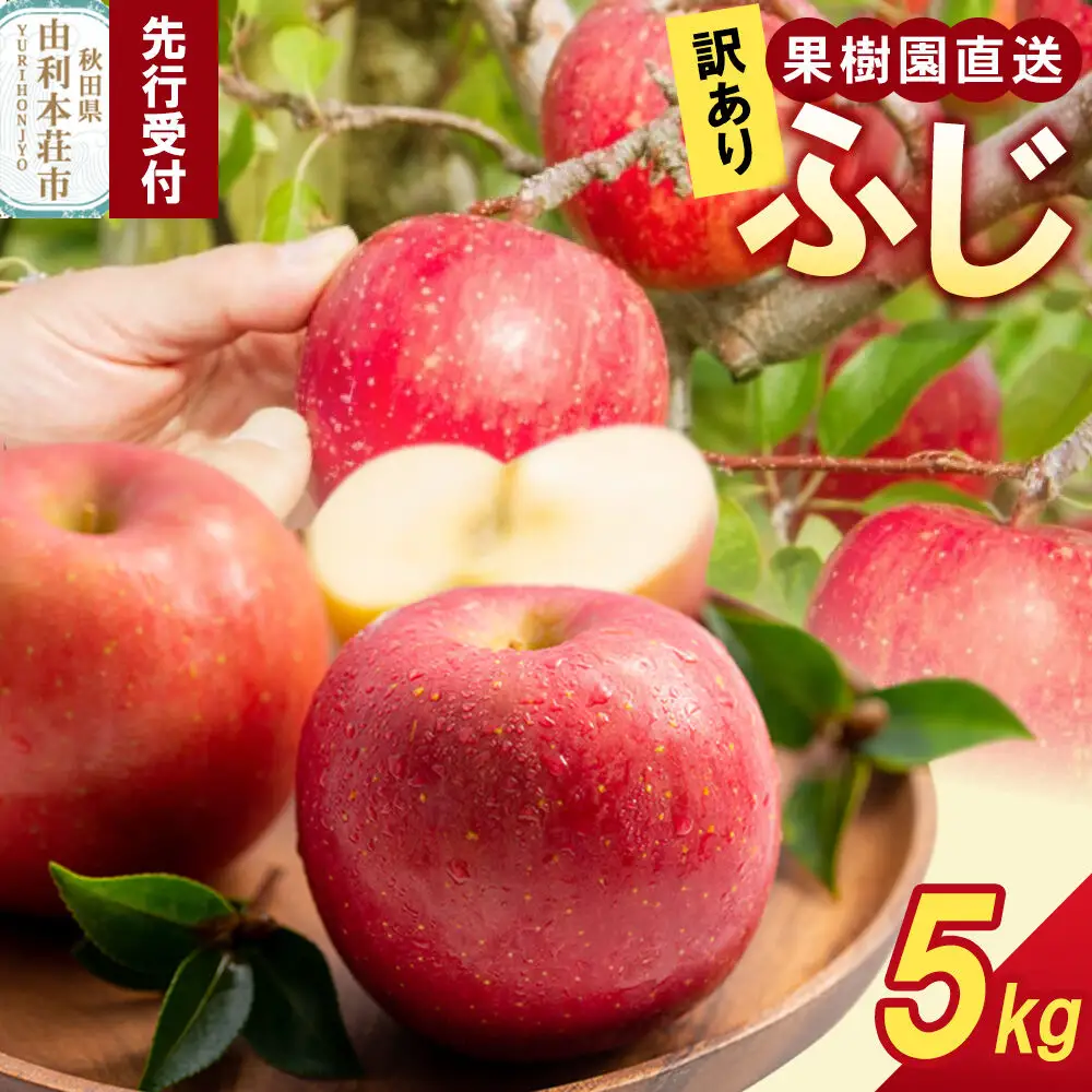 《先行受付》【訳あり】 秋田の果樹園直送りんご（ふじ） 5kg （11月中旬～発送）
