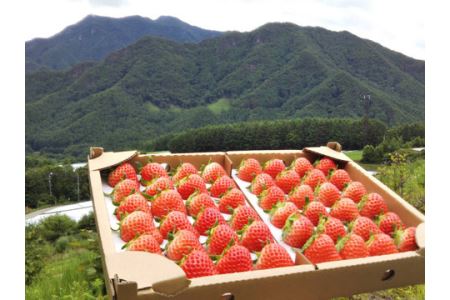 大空夏いちご農園　希少な夏いちご『サマープリンセス』１箱（2パック入り）【お届け希望日をご指定下さい（７月下旬から11月中旬まで）】
