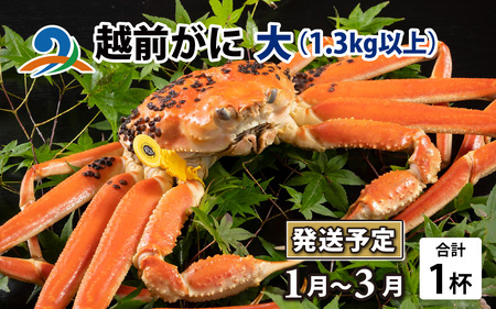 【先行予約】越前がに 大 （1.3kg以上） 1杯【2027年1月～3月発送】 日本海 直送